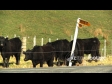 Cows 5 1636